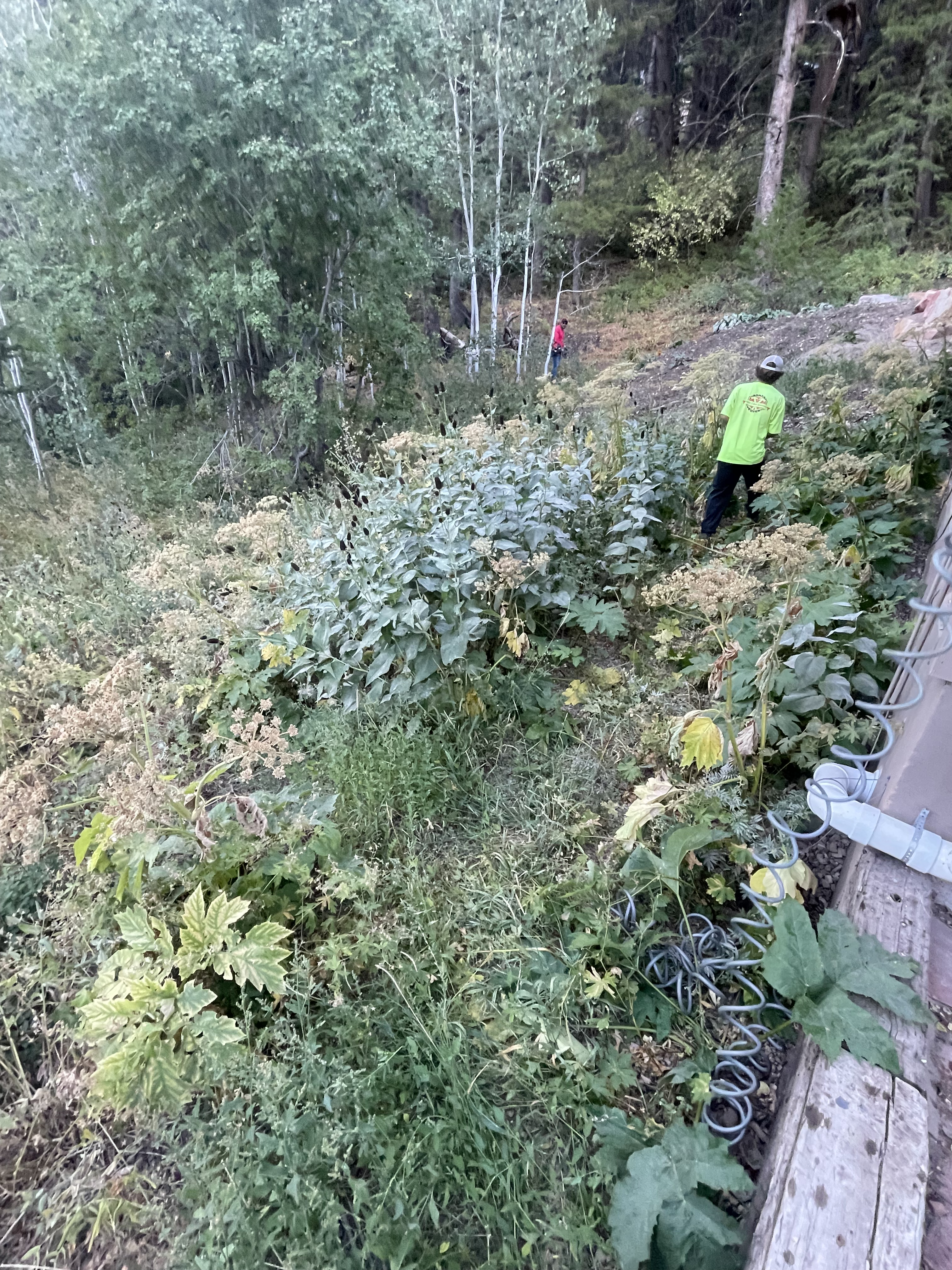 Backyard before landscaping